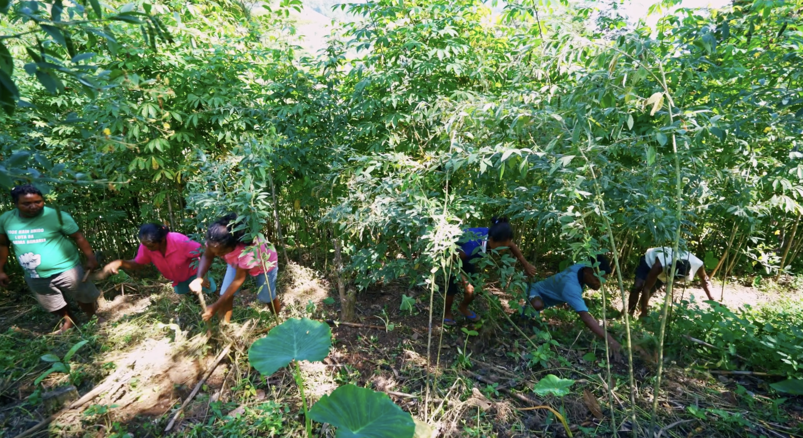 Tempu Ona Hodi Prioritiza Dezenvolve Setór Agrikultura Ne'ebé Sustentável 